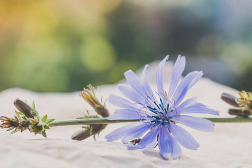 Beyond the Nutrition Facts Panel: Inulin